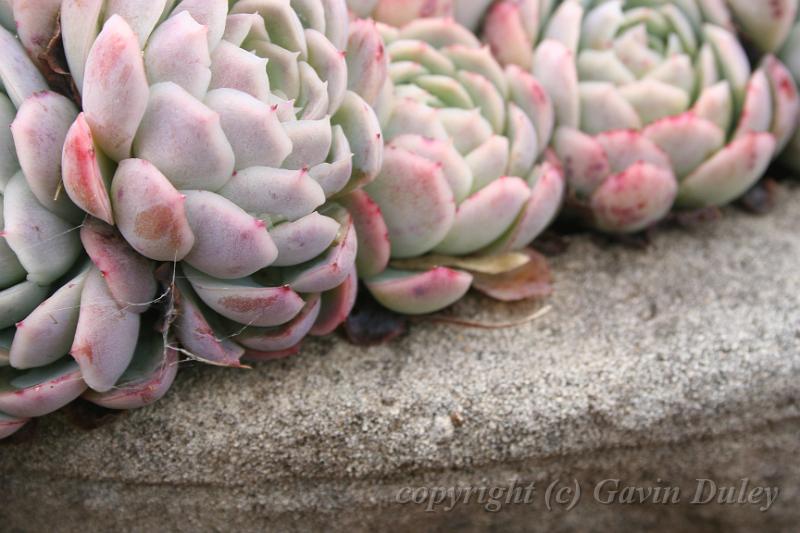 Succulents, Cloudehill Gardens IMG_6725.JPG